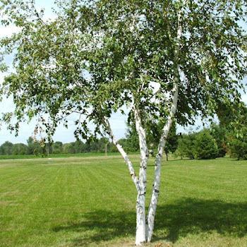 Уголовная Академия Воровская Звезда Скачать mp3